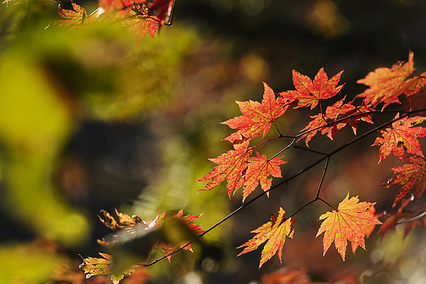 포토 JPG 주간 단풍 자연 사람없음 야외 아웃포커스 가을풍경 가을 나뭇가지 오대산 평창 국내포토 자연요소 나무 계절 잎 산 촬영기법 풍경 생태계 강원도 파일형식 가을_계절