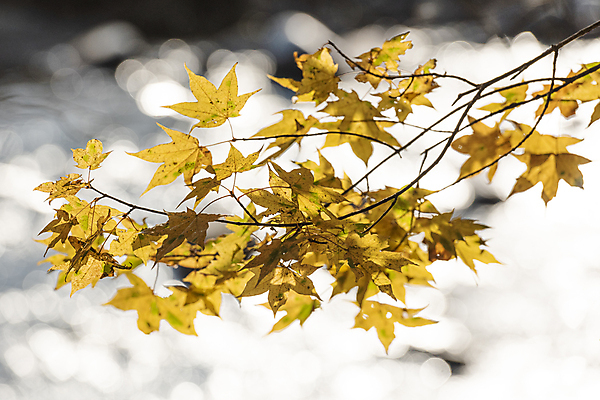 포토 JPG 주간 단풍 자연 사람없음 야외 아웃포커스 가을풍경 가을 나뭇가지 보케 오대산 평창 국내포토 자연요소 나무 계절 잎 산 촬영기법 풍경 생태계 강원도 파일형식 가을_계절