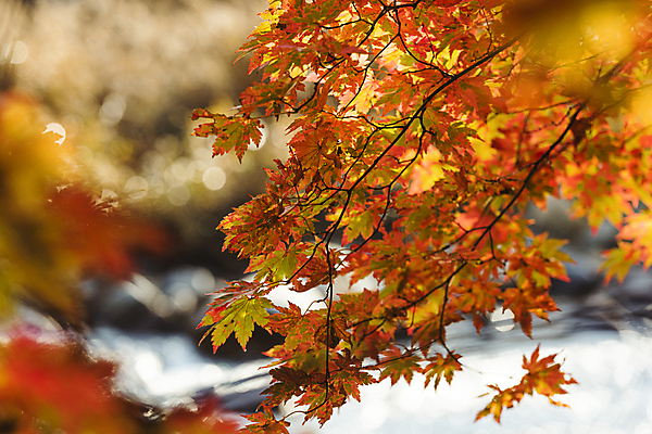 포토 JPG 주간 단풍 자연 사람없음 야외 아웃포커스 가을풍경 가을 나뭇가지 소프트포커스 보케 오대산 평창 국내포토 자연요소 나무 계절 잎 산 촬영기법 풍경 생태계 강원도 파일형식 가을_계절