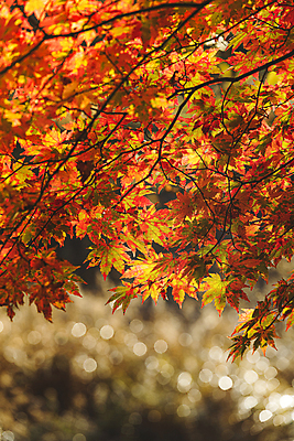 포토 JPG 주간 단풍 자연 사람없음 야외 아웃포커스 가을풍경 가을 나뭇가지 보케 오대산 평창 국내포토 자연요소 나무 계절 잎 산 촬영기법 풍경 생태계 강원도 파일형식 가을_계절