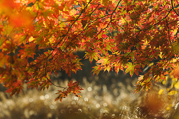 포토 JPG 주간 단풍 자연 사람없음 야외 아웃포커스 가을풍경 가을 소프트포커스 보케 오대산 평창 국내포토 자연요소 계절 잎 산 촬영기법 풍경 생태계 강원도 파일형식 가을_계절