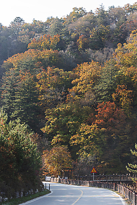포토 JPG 주간 도로 단풍나무 사람없음 야외 울타리 가을풍경 가을 도로표지판 도로표시판 오대산 평창 국내포토 자연요소 나무 계절 길 단풍 교통시설 산 풍경 담장 표지판 강원도 파일형식 가을_계절