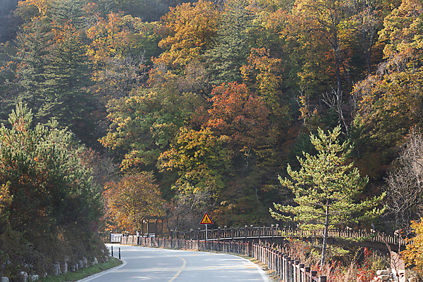 포토 JPG 주간 도로 단풍나무 사람없음 야외 울타리 가을풍경 가을 도로표지판 도로표시판 오대산 평창 국내포토 자연요소 나무 계절 길 단풍 교통시설 산 풍경 담장 표지판 강원도 파일형식 가을_계절