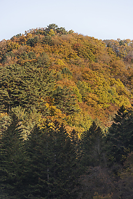 포토 JPG 주간 나무 자연 하늘 사람없음 야외 가을풍경 가을 오대산 평창 국내포토 자연요소 식물 계절 산 풍경 생태계 강원도 파일형식 가을_계절