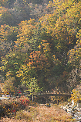 포토 JPG 주간 자연 단풍나무 사람없음 야외 가을풍경 가을 오대산 평창 가교 국내포토 자연요소 나무 건축물 계절 단풍 산 풍경 생태계 강원도 파일형식 가을_계절