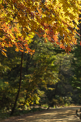 포토 JPG 주간 단풍 자연 사람없음 야외 가을풍경 가을 숲길 오대산 평창 국내포토 자연요소 계절 길 잎 산 풍경 생태계 강원도 파일형식 가을_계절