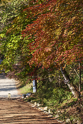 포토 JPG 주간 자연 단풍나무 사람없음 야외 가을풍경 가을 숲길 오대산 평창 국내포토 자연요소 나무 계절 길 단풍 산 풍경 생태계 강원도 파일형식 가을_계절