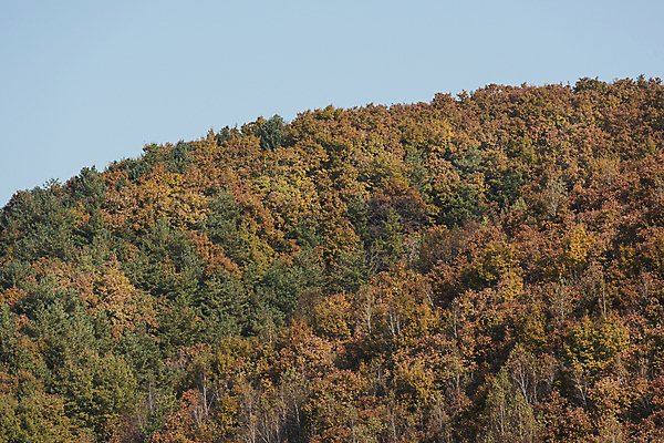 포토 JPG 주간 자연 하늘 사람없음 야외 가을풍경 가을 오대산 평창 국내포토 자연요소 계절 산 풍경 생태계 강원도 파일형식 가을_계절