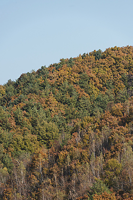 포토 JPG 주간 자연 하늘 사람없음 야외 가을풍경 가을 오대산 평창 국내포토 자연요소 계절 산 풍경 생태계 강원도 파일형식 가을_계절