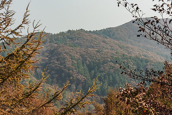 포토 JPG 주간 하늘 사람없음 야외 가을풍경 가을 나뭇가지 오대산 평창 국내포토 자연요소 나무 계절 산 풍경 강원도 파일형식 가을_계절