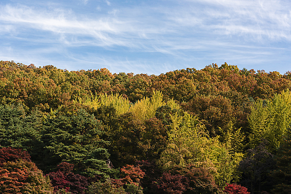 포토 JPG 주간 구름 하늘 단풍나무 산 사람없음 야외 가을풍경 맑음 가을 청남대 국내포토 청주시 자연요소 나무 계절 단풍 날씨 풍경 충청북도 파일형식 청주_지역 가을_계절