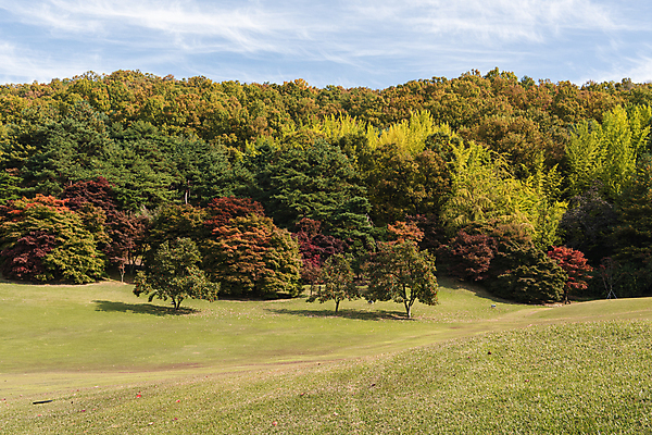 포토 JPG 주간 나무 구름 하늘 초원 사람없음 야외 가을풍경 맑음 가을 청남대 국내포토 청주시 자연요소 식물 계절 날씨 풍경 충청북도 파일형식 청주_지역 가을_계절