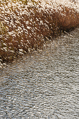 포토 JPG 주간 사람없음 야외 가을풍경 가을 억새 억새밭 잔물결 대청호 청남대 국내포토 청주시 자연요소 식물 계절 호수 물결 풍경 충청북도 청주 파일형식 청주_지역 가을_계절