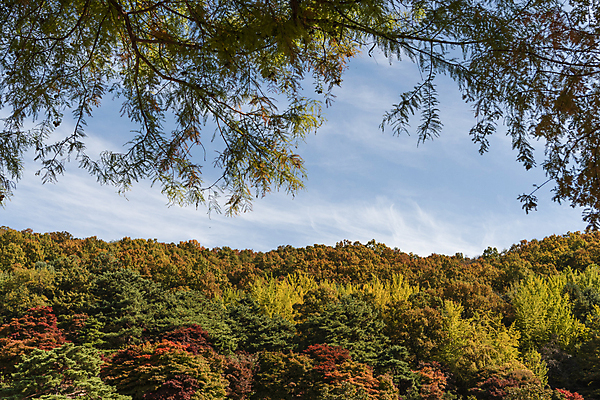 포토 JPG 주간 나무 구름 하늘 나뭇잎 사람없음 야외 가을풍경 가을 청남대 국내포토 청주시 자연요소 식물 계절 잎 풍경 충청북도 파일형식 청주_지역 가을_계절