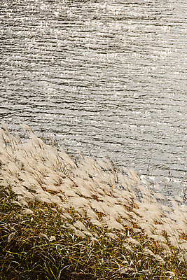 포토 JPG 주간 사람없음 야외 가을풍경 가을 억새 억새밭 잔물결 대청호 청남대 국내포토 청주시 자연요소 식물 계절 호수 물결 풍경 충청북도 청주 파일형식 청주_지역 가을_계절