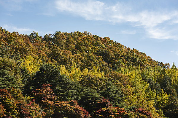 포토 JPG 주간 구름 하늘 산 사람없음 야외 가을풍경 가을 울창 청남대 국내포토 청주시 자연요소 계절 자연 풍경 충청북도 파일형식 청주_지역 가을_계절