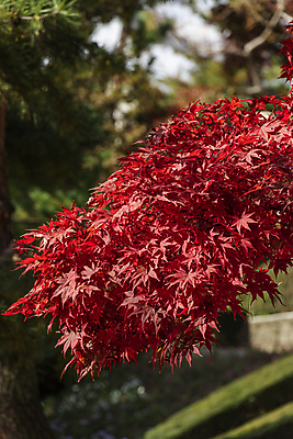 포토 JPG 주간 단풍 사람없음 야외 아웃포커스 가을풍경 가을 청남대 국내포토 청주시 자연요소 계절 잎 촬영기법 풍경 충청북도 파일형식 청주_지역 가을_계절