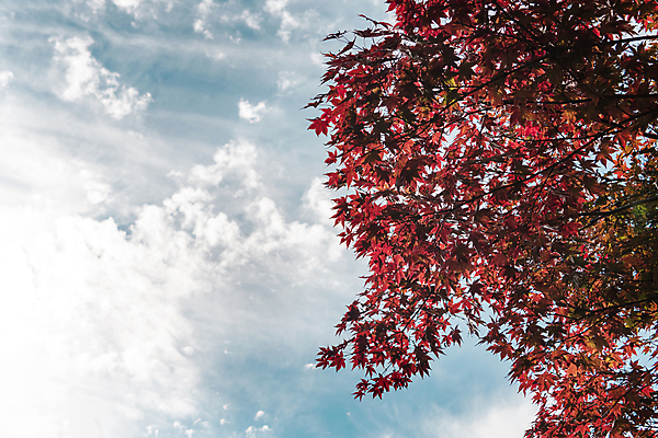 포토 JPG 주간 구름 단풍 하늘 사람없음 야외 햇빛 가을풍경 가을 청남대 국내포토 청주시 자연요소 계절 잎 풍경 태양 충청북도 파일형식 청주_지역 가을_계절