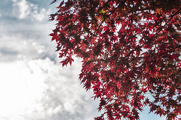 포토 JPG 주간 구름 단풍 하늘 사람없음 야외 햇빛 가을풍경 가을 청남대 국내포토 청주시 자연요소 계절 잎 풍경 태양 충청북도 파일형식 청주_지역 가을_계절