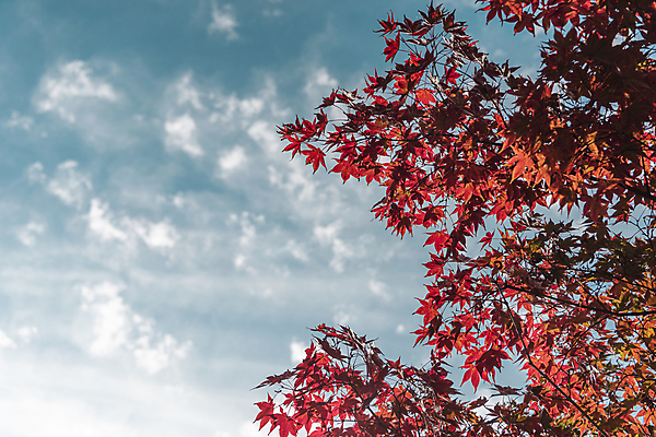 포토 JPG 주간 구름 단풍 하늘 사람없음 야외 가을풍경 가을 청남대 국내포토 청주시 자연요소 계절 잎 풍경 충청북도 파일형식 청주_지역 가을_계절