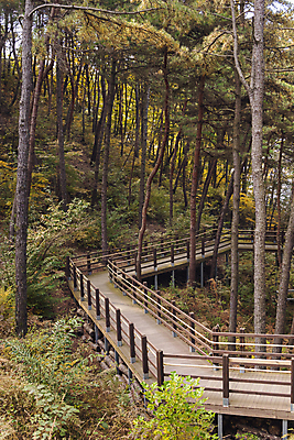 포토 JPG 주간 나무 사람없음 야외 가을풍경 가을 산속 숲길 데크 청남대 국내포토 청주시 자연요소 식물 계절 길 산 풍경 충청북도 파일형식 청주_지역 가을_계절