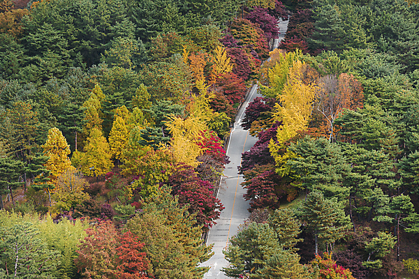포토 자연요소 나무 식물 계절 길 단풍 교통시설 풍경 충청북도 파일형식 청주_지역 가을_계절 단풍나무 청남대 도로 야외 가을풍경 가을 JPG 주간 사람없음 청주시 국내포토