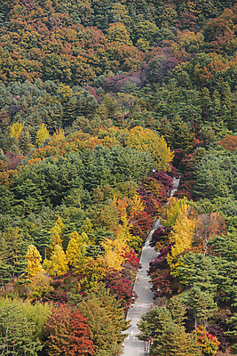 포토 JPG 주간 나무 도로 단풍나무 사람없음 야외 가을풍경 가을 청남대 국내포토 청주시 자연요소 식물 계절 길 단풍 교통시설 풍경 충청북도 파일형식 청주_지역 가을_계절