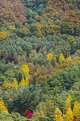 포토 JPG 주간 나무 자연 단풍나무 사람없음 야외 가을풍경 가을 울창 청남대 국내포토 청주시 자연요소 식물 계절 단풍 풍경 생태계 충청북도 파일형식 청주_지역 가을_계절