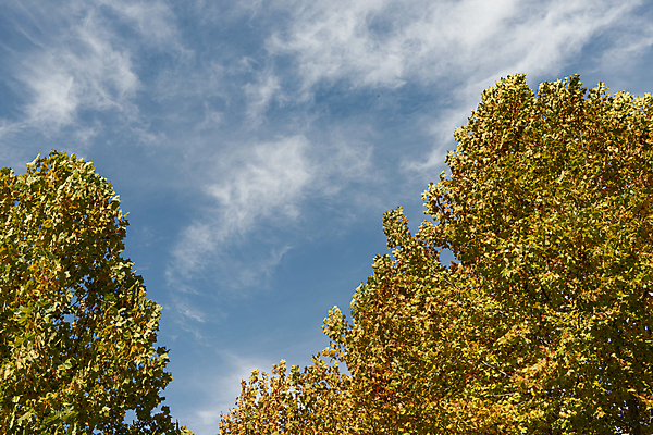 포토 JPG 주간 나무 구름 하늘 사람없음 야외 가을풍경 맑음 가을 청남대 국내포토 청주시 자연요소 식물 계절 날씨 풍경 충청북도 파일형식 청주_지역 가을_계절