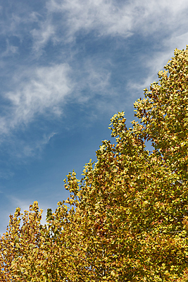 포토 JPG 주간 나무 구름 하늘 나뭇잎 사람없음 야외 가을풍경 맑음 가을 청남대 국내포토 청주시 자연요소 식물 계절 잎 날씨 풍경 충청북도 파일형식 청주_지역 가을_계절