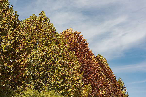 포토 JPG 주간 나무 구름 하늘 단풍나무 사람없음 야외 가을풍경 가을 청남대 국내포토 청주시 자연요소 식물 계절 단풍 풍경 충청북도 파일형식 청주_지역 가을_계절