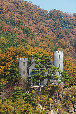 포토 JPG 주간 산 사람없음 야외 가을풍경 가을 소나무 옥천 수생식물학습원 국내포토 자연요소 나무 계절 풍경 충청북도 파일형식 가을_계절
