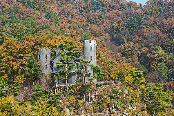 포토 JPG 주간 산 사람없음 야외 가을풍경 가을 소나무 옥천 수생식물학습원 국내포토 자연요소 나무 계절 풍경 충청북도 파일형식 가을_계절