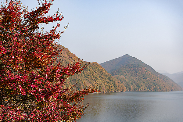 포토 JPG 주간 하늘 단풍나무 산 사람없음 야외 가을풍경 가을 옥천 대청호 국내포토 자연요소 나무 계절 호수 단풍 풍경 충청북도 청주 파일형식 가을_계절