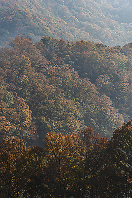 포토 JPG 주간 나무 자연 산 사람없음 야외 가을풍경 가을 옥천 울창 국내포토 자연요소 식물 계절 풍경 생태계 충청북도 파일형식 가을_계절