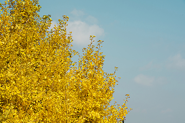 포토 JPG 주간 구름 하늘 사람없음 야외 가을풍경 가을 은행잎 은행나무 옥천 국내포토 자연요소 나무 계절 잎 풍경 충청북도 파일형식 가을_계절