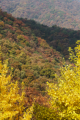 포토 JPG 주간 자연 산 사람없음 야외 가을풍경 가을 은행잎 은행나무 옥천 울창 국내포토 자연요소 나무 계절 잎 풍경 생태계 충청북도 파일형식 가을_계절