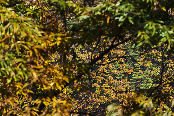 포토 JPG 주간 자연 나뭇잎 산 사람없음 야외 가을풍경 가을 나뭇가지 소프트포커스 옥천 울창 국내포토 자연요소 나무 계절 잎 촬영기법 풍경 생태계 충청북도 파일형식 가을_계절