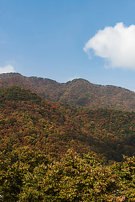 포토 JPG 주간 구름 자연 하늘 산 사람없음 야외 가을풍경 맑음 가을 옥천 울창 국내포토 자연요소 계절 날씨 풍경 생태계 충청북도 파일형식 가을_계절