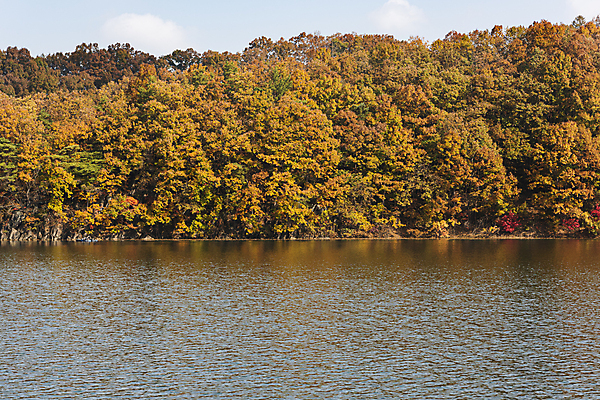 포토 JPG 주간 자연 단풍나무 산 사람없음 야외 가을풍경 가을 옥천 울창 대청호 국내포토 자연요소 나무 계절 호수 단풍 풍경 생태계 충청북도 청주 파일형식 가을_계절