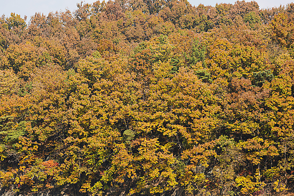 포토 JPG 주간 단풍 자연 단풍나무 사람없음 야외 가을풍경 주황색 가을 옥천 국내포토 자연요소 나무 계절 컬러 잎 풍경 생태계 충청북도 파일형식 가을_계절