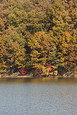 포토 JPG 주간 단풍 자연 단풍나무 산 사람없음 야외 가을풍경 가을 옥천 대청호 국내포토 자연요소 나무 계절 호수 잎 풍경 생태계 충청북도 청주 파일형식 가을_계절