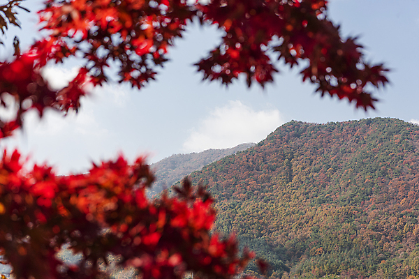 포토 JPG 주간 단풍 자연 하늘 산 사람없음 야외 가을풍경 가을 소프트포커스 옥천 국내포토 자연요소 계절 잎 촬영기법 풍경 생태계 충청북도 파일형식 가을_계절