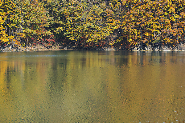 포토 JPG 주간 나무 호수 사람없음 야외 반사 가을풍경 가을 옥천 대청호 국내포토 자연요소 식물 계절 풍경 충청북도 청주 파일형식 가을_계절