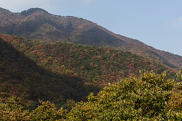 포토 JPG 주간 나무 자연 하늘 산 사람없음 야외 가을풍경 가을 옥천 국내포토 자연요소 식물 계절 풍경 생태계 충청북도 파일형식 가을_계절