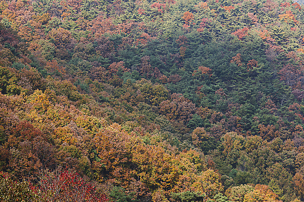 포토 JPG 주간 나무 자연 산 사람없음 야외 가을풍경 가을 옥천 울창 국내포토 자연요소 식물 계절 풍경 생태계 충청북도 파일형식 가을_계절
