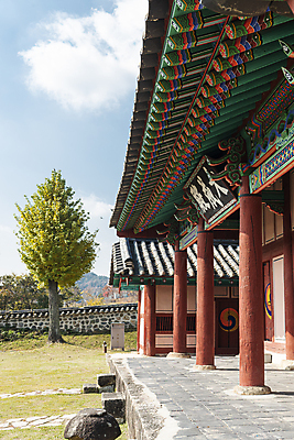 포토 JPG 주간 나무 구름 하늘 한옥 사람없음 야외 가을풍경 가을 옥천 향교 옥천향교 국내포토 자연요소 식물 한국전통 계절 고건축 풍경 충청북도 교육기관 파일형식 가을_계절