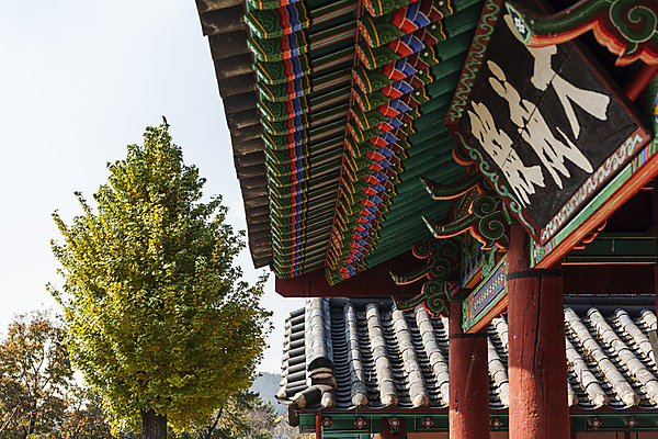 포토 JPG 주간 나무 한옥 사람없음 야외 가을풍경 가을 옥천 지붕처마 향교 현판 옥천향교 국내포토 자연요소 식물 한국전통 계절 고건축 지붕 풍경 처마 충청북도 교육기관 파일형식 가을_계절