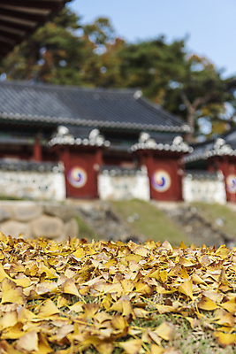 포토 JPG 주간 낙엽 한옥 사람없음 야외 아웃포커스 가을풍경 가을 옥천 향교 옥천향교 국내포토 자연요소 한국전통 계절 고건축 잎 촬영기법 풍경 충청북도 교육기관 파일형식 가을_계절