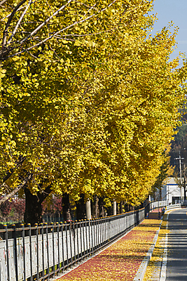 포토 JPG 주간 도로 사람없음 야외 가을풍경 가을 보행로 은행잎 은행나무 옥천 국내포토 자연요소 나무 계절 길 잎 교통시설 풍경 충청북도 파일형식 가을_계절